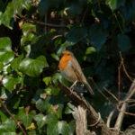 332724264_613420550613842_1536124443765535549_n