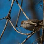 333656840_591346389222384_8357733885048440061_n