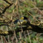 333720119_588805043114129_1994301471399541568_n